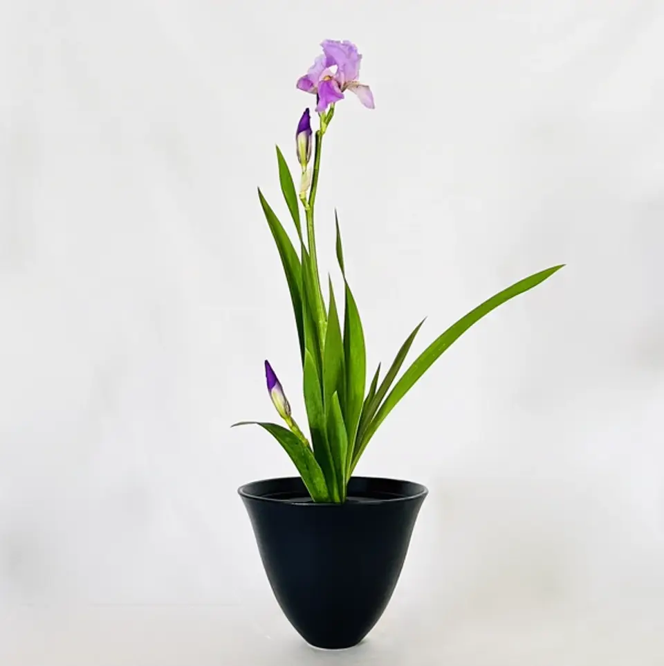 Shoka Shofutai Ikebana arrangement by Valerie Fontanier, April 2024