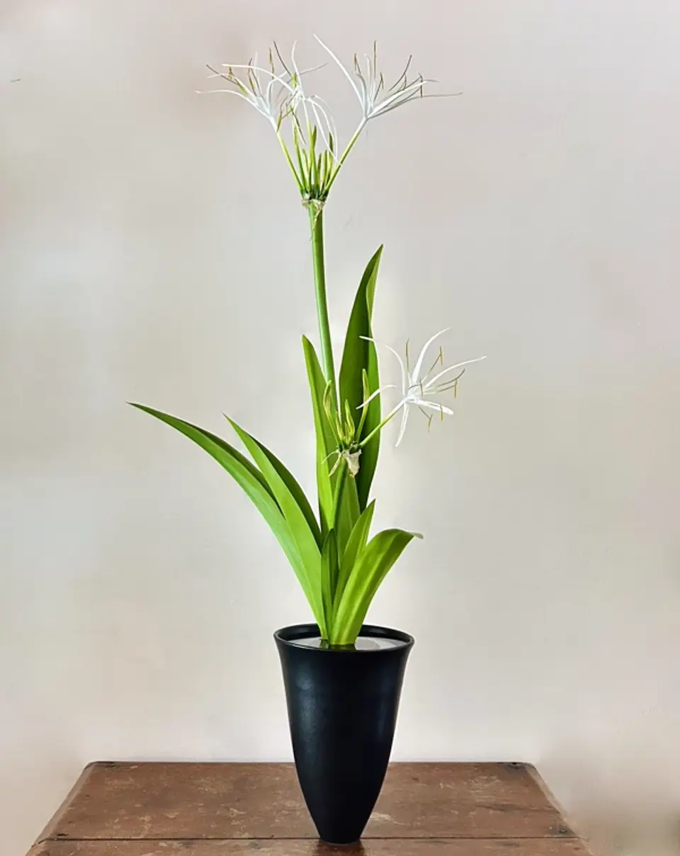 Shoka Shofutai Ikebana arrangement by Valerie Fontanier, June 2025